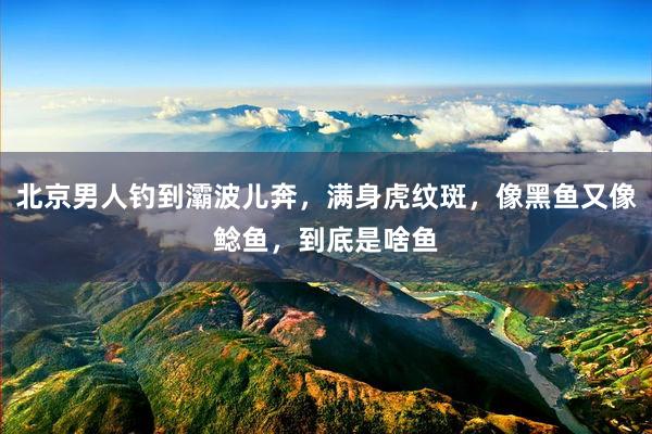 北京男人钓到灞波儿奔，满身虎纹斑，像黑鱼又像鲶鱼，到底是啥鱼