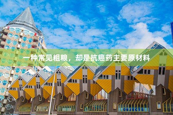 一种常见粗粮，却是抗癌药主要原材料